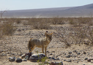 Coyote in Panamint Valley