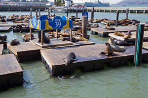 Pier 39, San Francisco